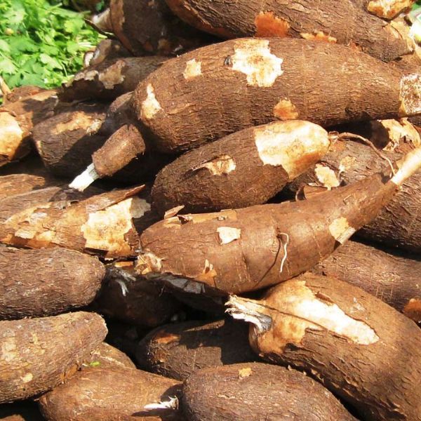 how many tons of cassava per hectare veggie grow